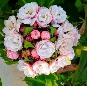 Meet your Posher, Souravi